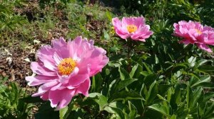Цветение пионов 2022, с названиями сортов.