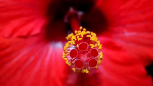 Flores de Todas as Cores por Ana Paula Carvalho смотреть онлайн