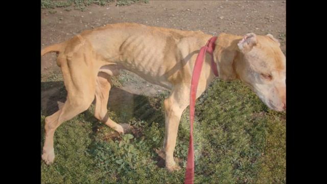 Помогите бездомным животным смотреть онлайн