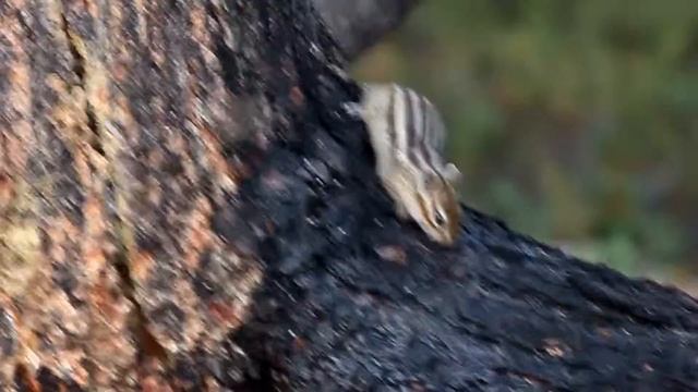 Веселые бурундуки пытаются съесть наши запасы/funny chipmunks trying to eat our food смотреть онлайн