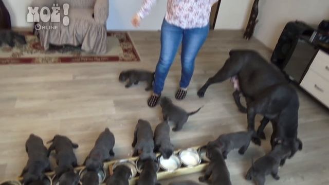 В Воронеже собака породы кане-корсо родила 19 щенков