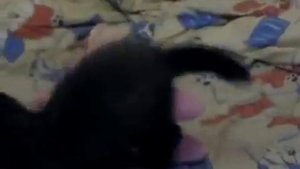 Маленький домашний соболь