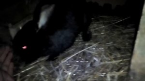 Как выглядит кролик калифорнийской породы и серый великан?