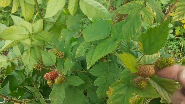 Ежемалина Тайбери 16.06.2022 смотреть онлайн