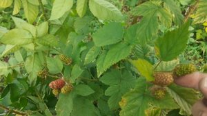 Ежемалина Тайбери  16.06.2022