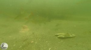 Съемки под водой,осенью на озере. Макушатник, пружина.