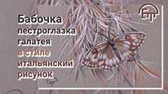 Бабочка пестроглазка галатея в стиле итальянский рисунок