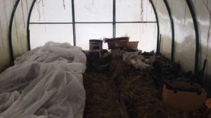 Посадка томатов под зиму плюсы и минусы