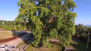 Тюльпановое дерево