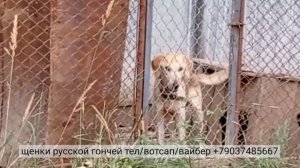 Охота с гончими. Щенки русской гончей.