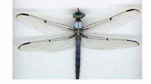 Животные насекомые 1 мухи звук