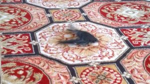 Подготовка к полету - птенец стрижа тренирует крылья.