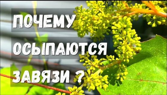 Почему опадают соцветия на винограде? Причины. Способы предотвращения.