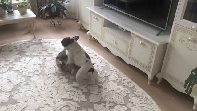 Французский бульдог Жорик начинает подбивать «клинья» под Мирку... смотреть онлайн