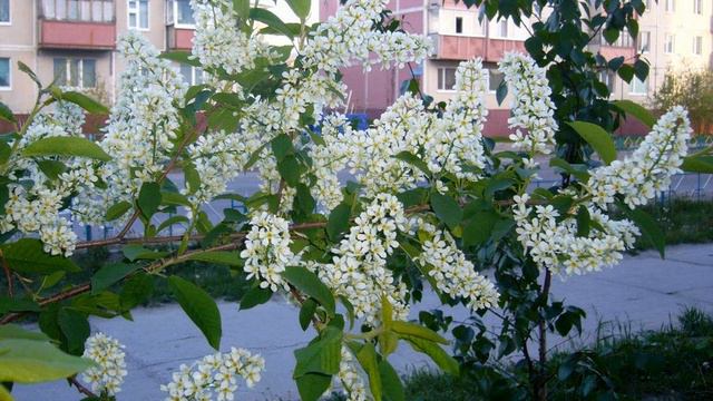 Можно ли ставить черемуху в комнате