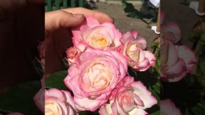 Роза флорибунда Ламинуэт