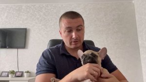 ЩЕНОК В КВАРТИРЕ /  ФРАНЦУЗСКИЙ БУЛЬДОГ / Особенности