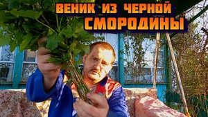 Веник для бани из черной смородины