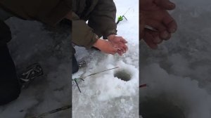 Зимняя удочка на судака в реальных условиях