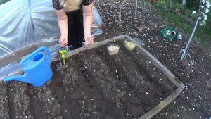 Фасоль спаржевая, посадка с опилок в грунт.