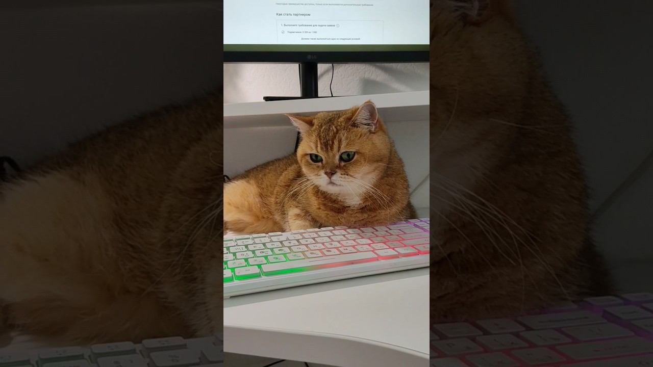 Чего не работаем? #cat #cutecat #funny #cute #безкотаижизньнета #смешныекоты #котики #кошка