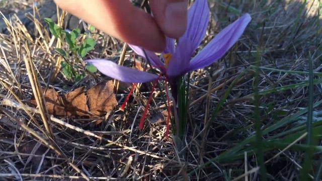 Bee Friendly Saffron ! смотреть онлайн