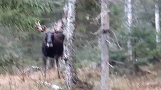 работа ямтхунда по лосю. смотреть онлайн