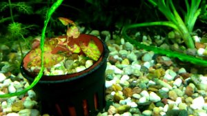 Новый аквариум на 500л спустя месяц