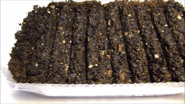 СЕЮ СЕМЕНА ТОМАТНОГО ДЕРЕВА СЕЛЬДЕРЕЯ ЗЕМЛЯНИКИ ПРОКЛЮНУЛИСЬ СЕМЕНА ТОМАТОВ ПОСЛЕ ГОРЯЧЕЙ ВОДЫ!! смотреть онлайн