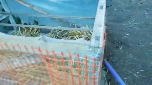 Клетка для цыплят своими руками из старых оконных рам.