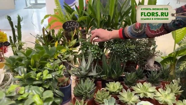 #35 Обзор новой поставки комнатных растений | Кливии разных сортов, редкие каланхоэ и любимые фикус смотреть онлайн
