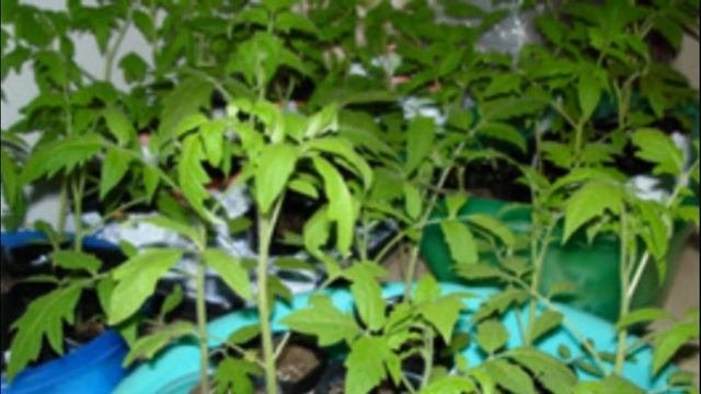 Особенности выращивания томатов сорта вельможа
