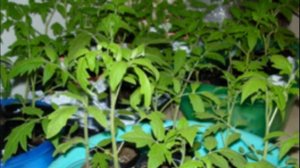 Особенности выращивания томатов сорта вельможа