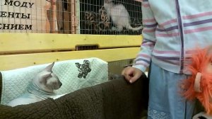 Кошки породы Сфинкс на выставке