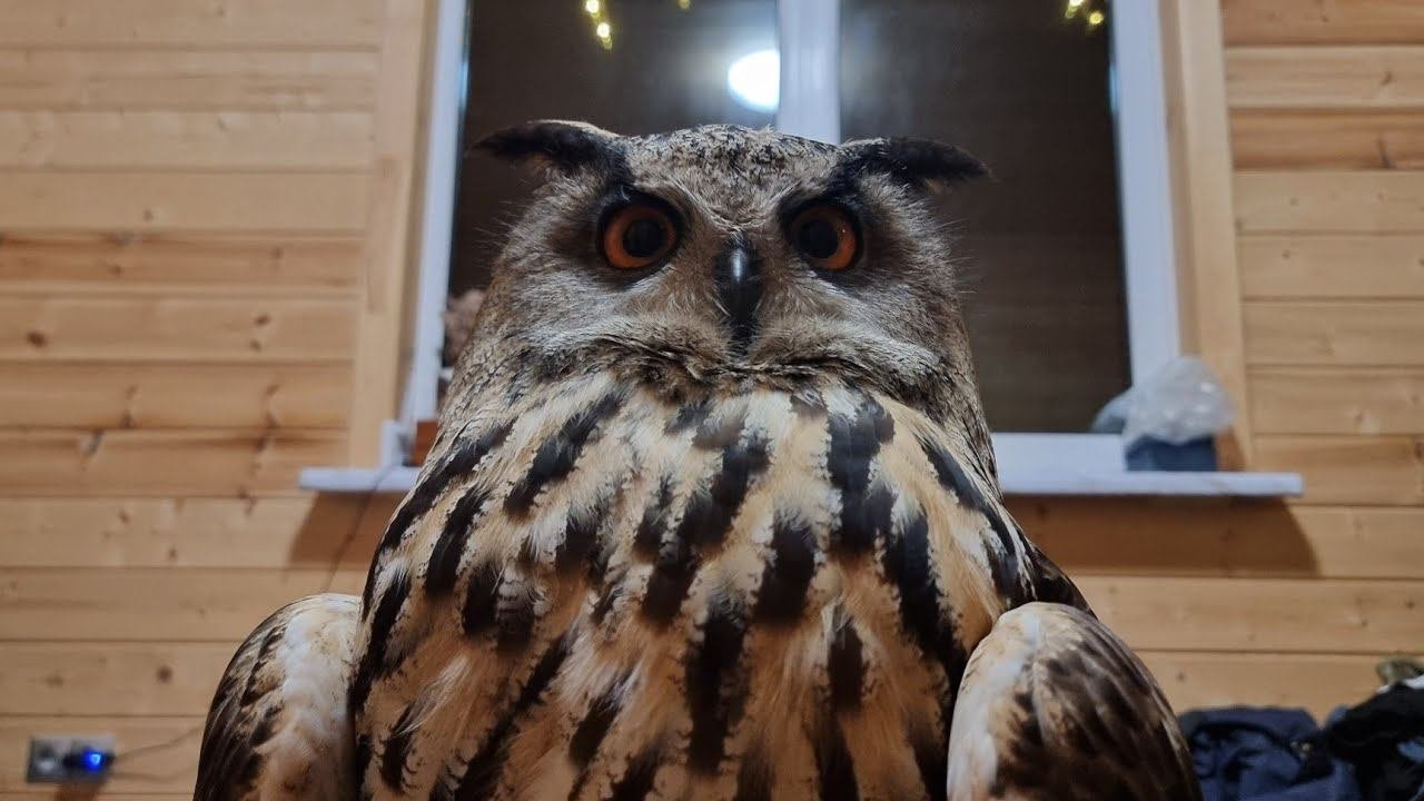 Yoll's добрый Stream из Совиного дола. 8 лет каналу!