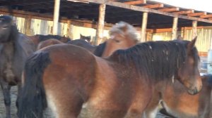 Жеребца нервирует соседство молодых жеребчиков