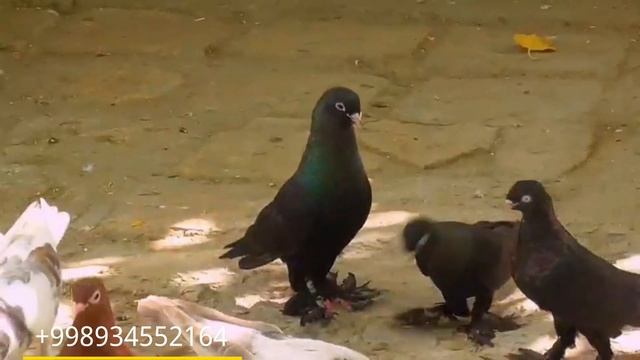 Бухарские голуби ака Расула город Бухара, были гостях,Голуби в небе очень много pigeons❗❗❗???