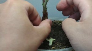 Окулировка фундука на сеянец в горшке в домашних условиях