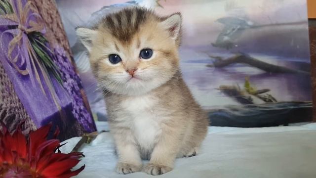 Британская золотая тикированная шиншилла девочка. смотреть онлайн