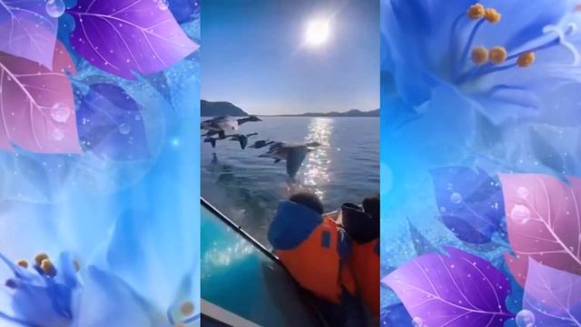 гуси. Красивое видео. Красивая музыка смотреть онлайн