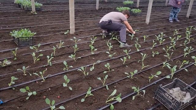Высадка рассады цветной капусты в теплицу, февраль. смотреть онлайн