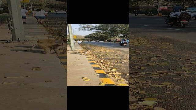 VID_20230228_160935.mp4
