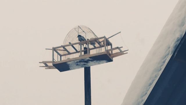 Щегол и синица ловим диких птиц #сибирь смотреть онлайн