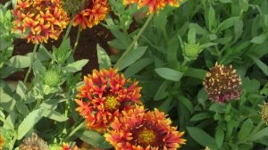 ГАЙЛАРДИЯ бывает не только многолетней. Шарм ОДНОЛЕТНЕЙ красавицы ГАЙЛАРДИИ. Как вырастить.