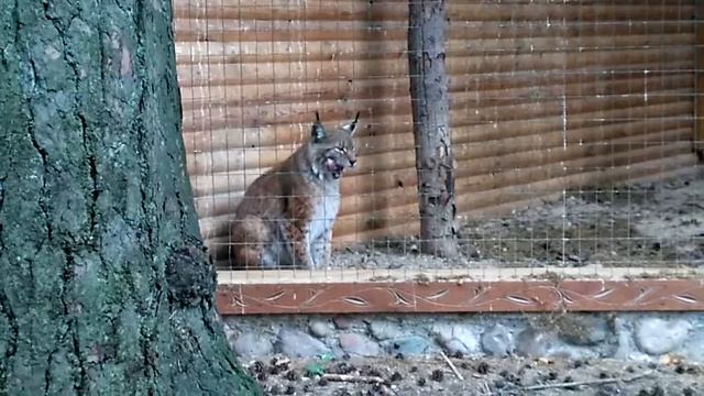 Рысь Беловежская Пуща Беларусь смотреть онлайн