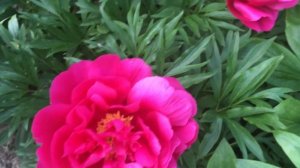 Пион Корал Фэй