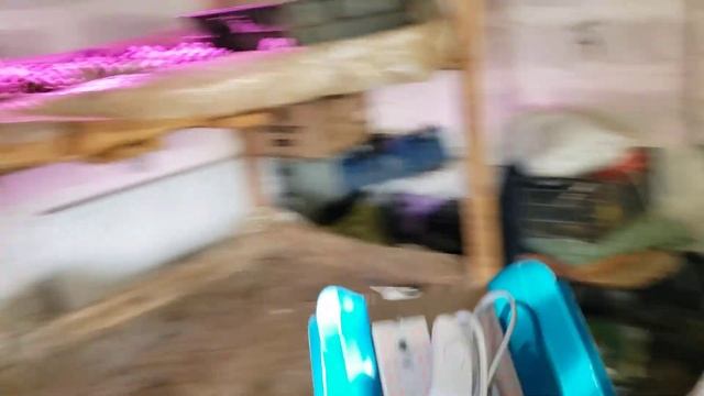 Фитолампы которые я использую для выращивания саженцев ежевики и малины смотреть онлайн