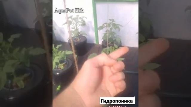 Помидоры гидропонике Цифомандра установка на гидропоники Аквапот КлиК в теплице