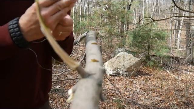 Squirrel Pole Survival Snare Trap смотреть онлайн