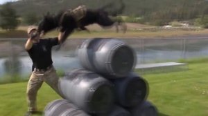 Собаки из K9. Тренинг в K9 США.
